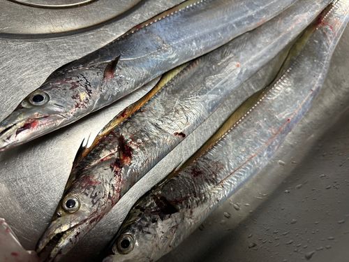 タチウオの釣果