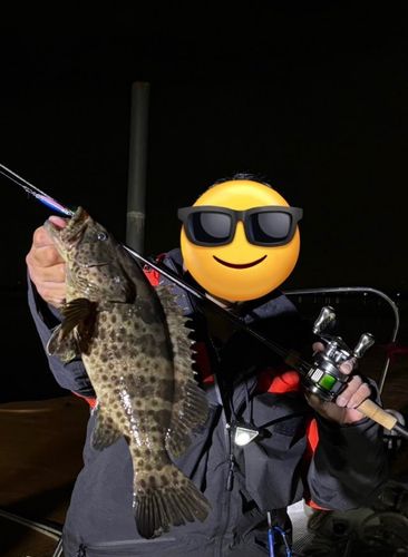 チャイロマルハタの釣果