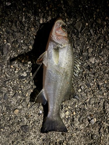 ヒラスズキの釣果