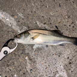 セイゴ（マルスズキ）