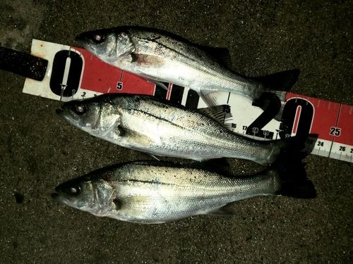 セイゴ（マルスズキ）の釣果