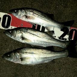 セイゴ（マルスズキ）