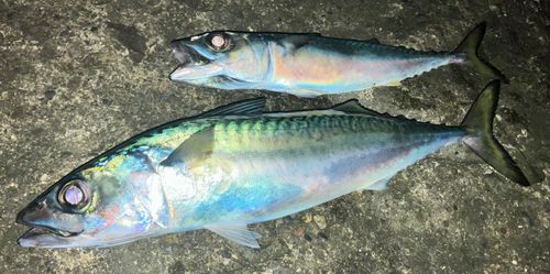 マサバの釣果
