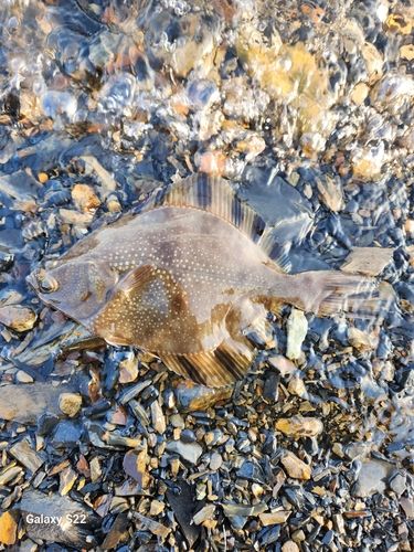 ヌマガレイの釣果