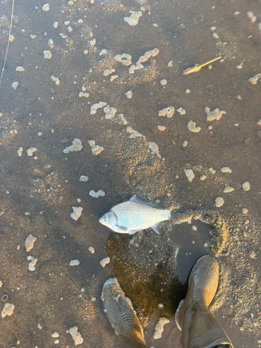 ヘラブナの釣果