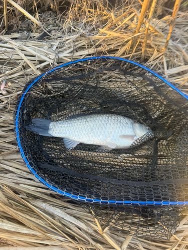 ヘラブナの釣果