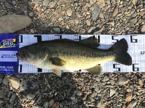 ブラックバスの釣果