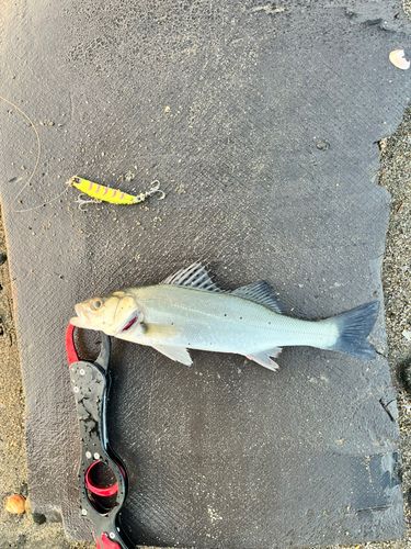 セイゴ（タイリクスズキ）の釣果