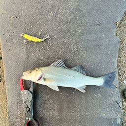 セイゴ（タイリクスズキ）