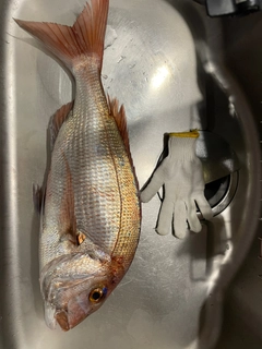 タイの釣果
