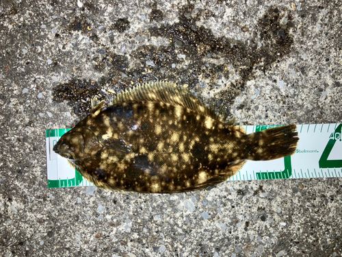 マコガレイの釣果