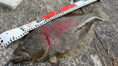 ヒラメの釣果