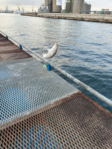 本牧海づり施設