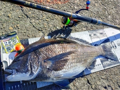 チヌの釣果