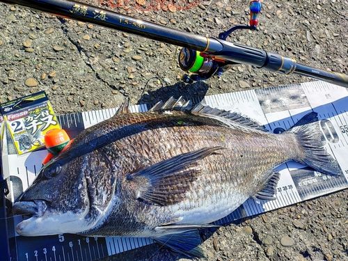 チヌの釣果