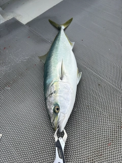 メジロの釣果