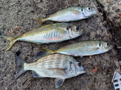 アジの釣果