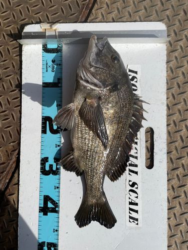 磯子海づり施設