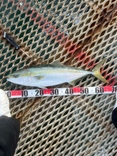 とっとパーク小島