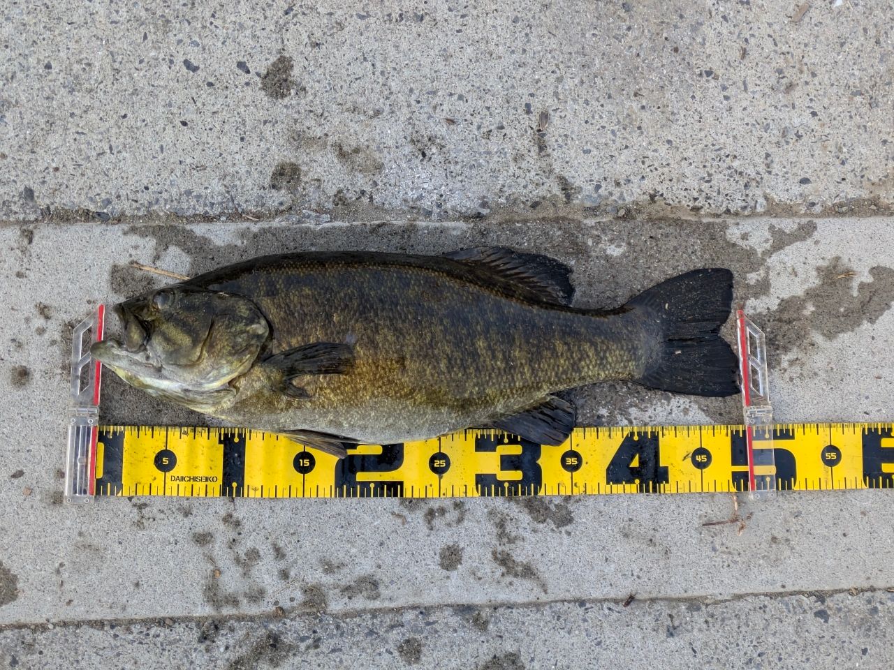 スモールマウスバス