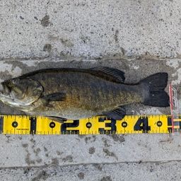 スモールマウスバス