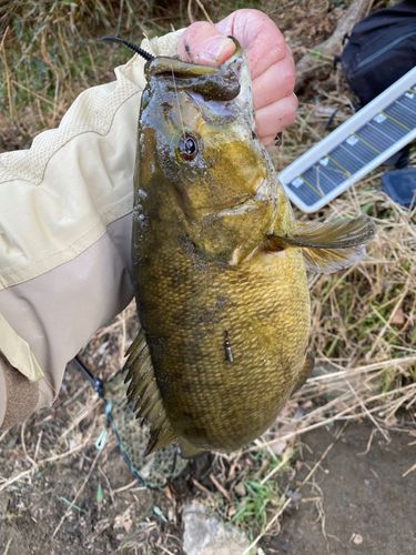 スモールマウスバスの釣果