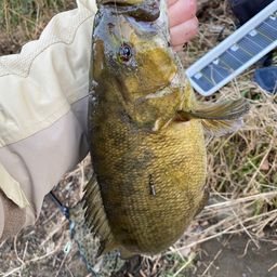 スモールマウスバス