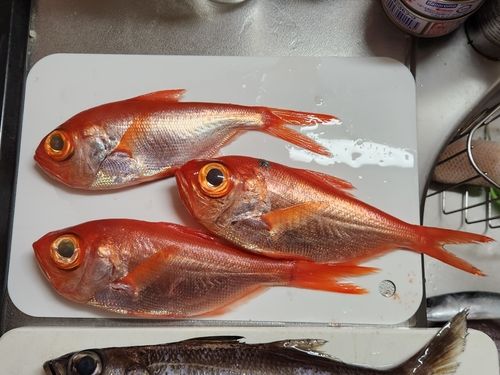 キンメダイの釣果