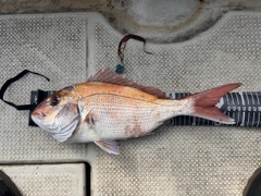 タイの釣果