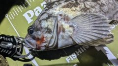 クロソイの釣果
