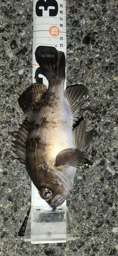 シロメバルの釣果