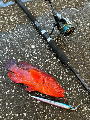 ユカタハタの釣果