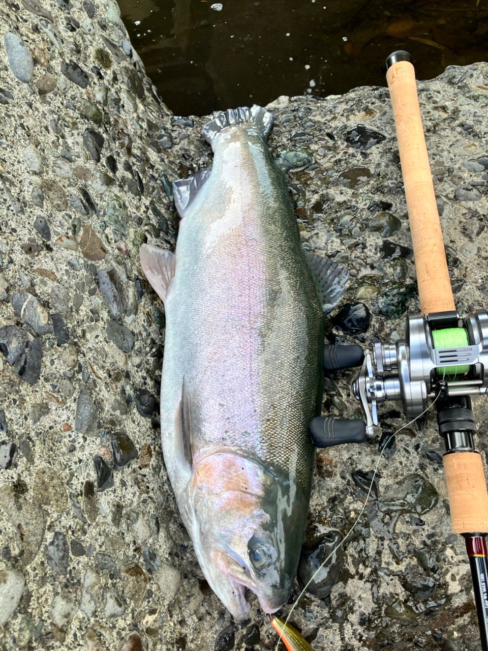 tailwalk ケイソン ランズバックⅡの最安値・インプレ・釣果 | 本音の