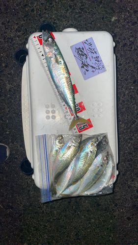 アジの釣果
