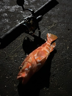 アカハタの釣果