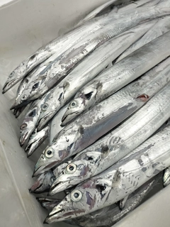タチウオの釣果