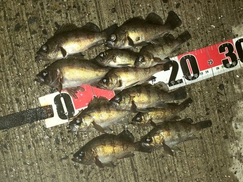メバルの釣果