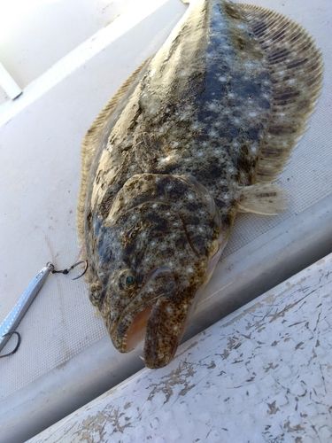 ヒラメの釣果