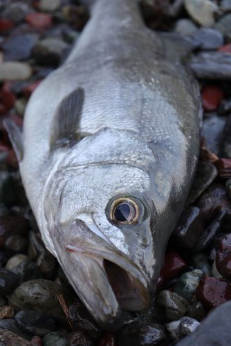 ヒラスズキの釣果
