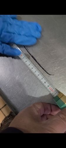 タチウオの釣果