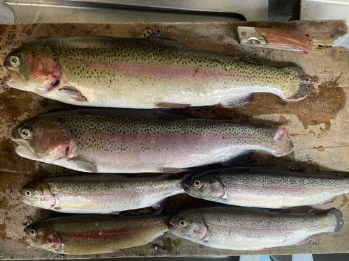 ニジマスの釣果