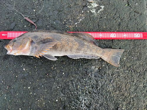 アイナメの釣果