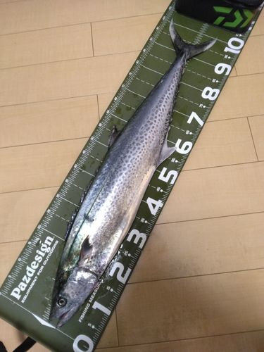サワラの釣果