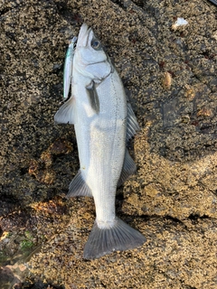 ヒラスズキの釣果