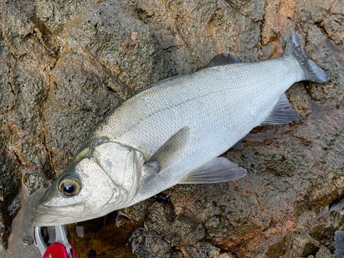 ヒラスズキの釣果