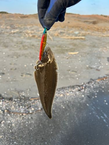シタビラメの釣果