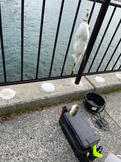 クサフグの釣果