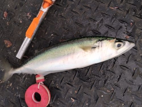 サバの釣果