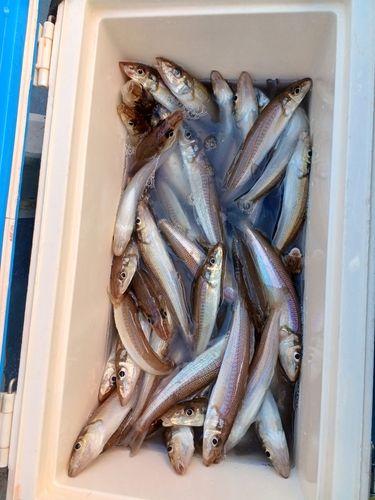 シロギスの釣果