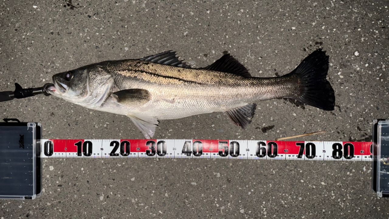 DAIWA 23シーバスフラット X 100Mの最安値・インプレ・釣果 | 本音の